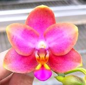 Phal. PF 26038