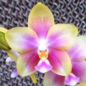 Phal. PF 26187