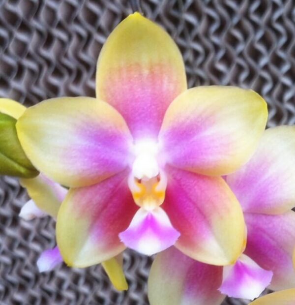 Phal. PF 26187