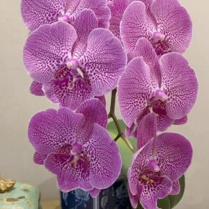 Phal. Jelly