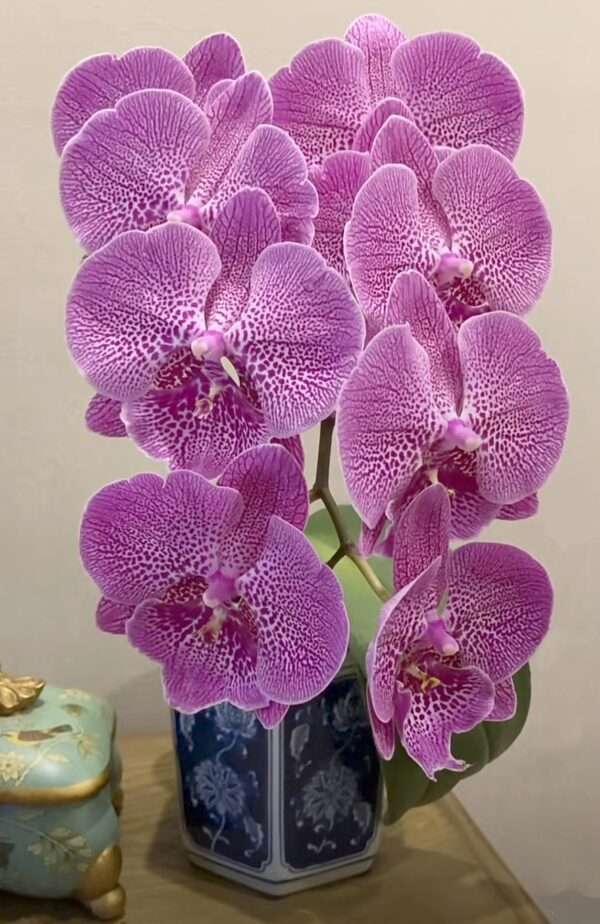 Phal. Jelly