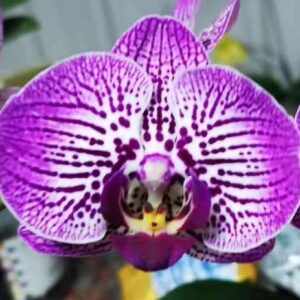 Phal. 488