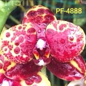Phal. PF 4888