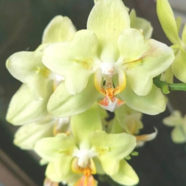 Phal. PF 5011-3