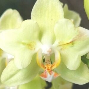Phal. PF 5011-3