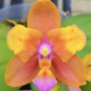 Phal. PF 5072