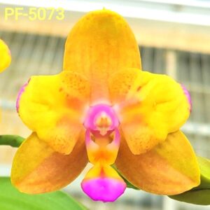 Phal. PF 5073 Magic Autumn