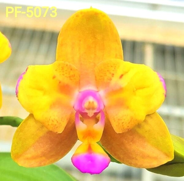 Phal. PF 5073 Magic Autumn