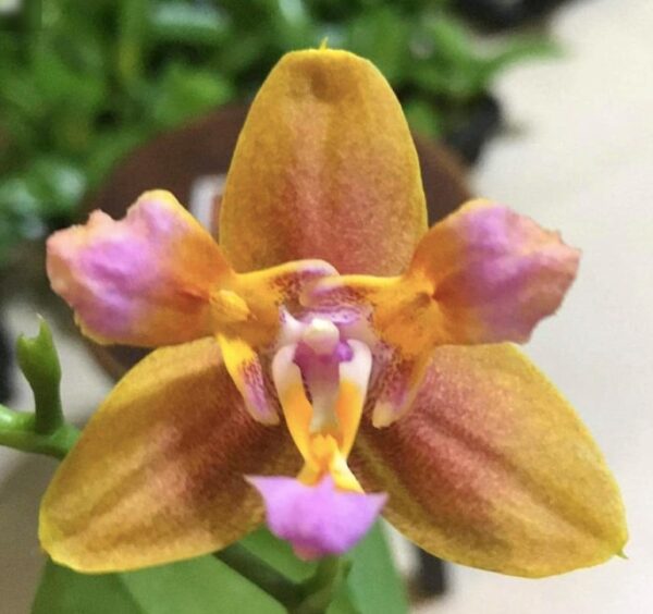 Phal. PF 5168