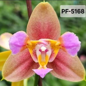 Phal. PF 5168