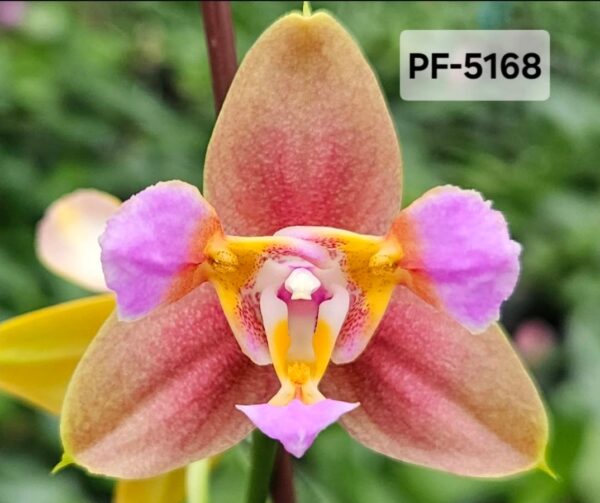Phal. PF 5168
