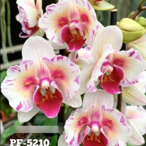 Phal. PF 5210