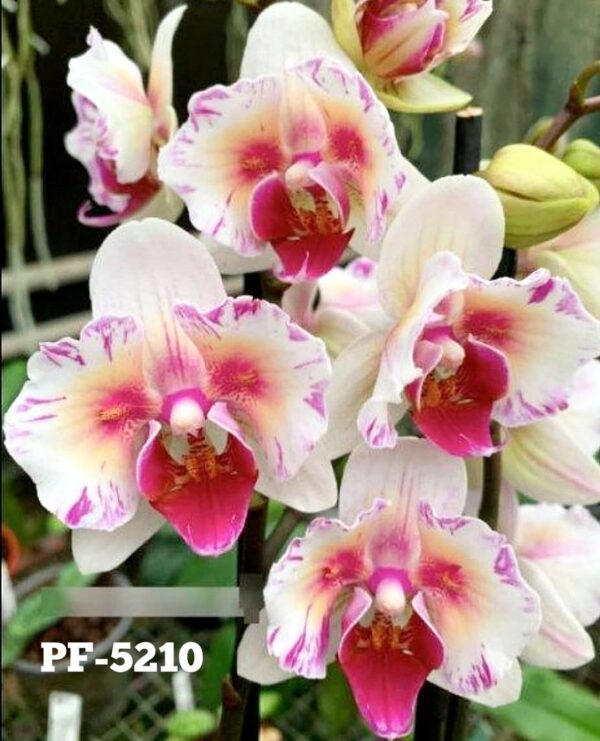 Phal. PF 5210
