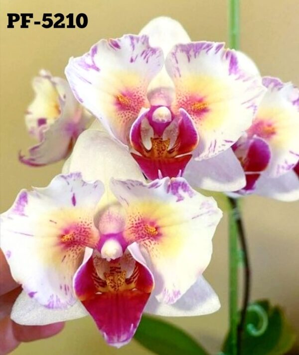 Phal. PF 5210