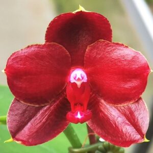 Phal. PF 6728-6