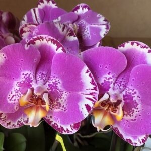 Phal. Treasure Map