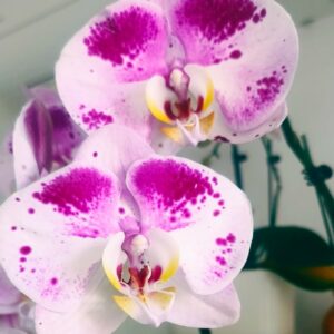 Phal. Jiafei