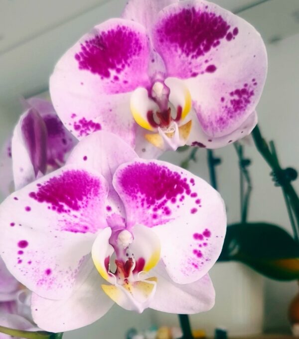 Phal. Jiafei