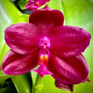 Phal. Shingher Pure Love x Chienlung Red King