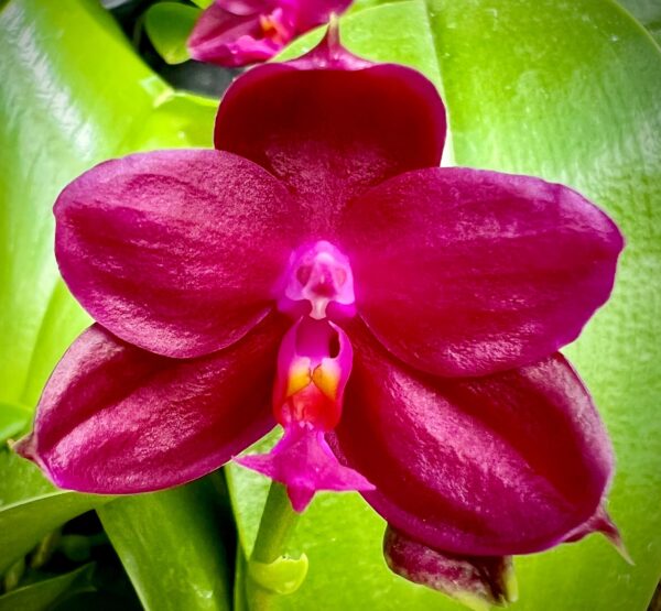 Phal. Shingher Pure Love x Chienlung Red King