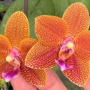 Phal. MF38 Orange C