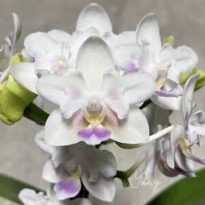 Phal. SWR Snowflake Yangs Peloric