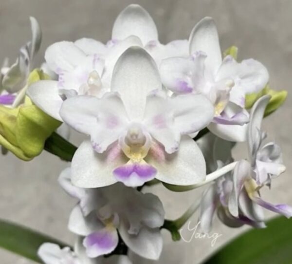 Phal. SWR Snowflake Yangs Peloric