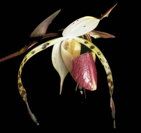 Paph. stonei × sib