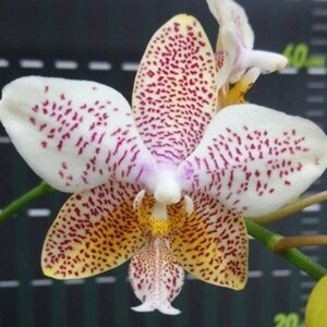 Phal. Tetra Star 642