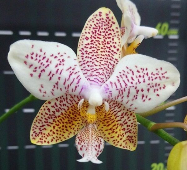 Phal. Tetra Star 642