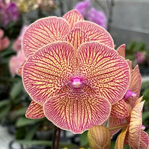 Phal. Sogo Very Maple