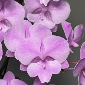 Phal. YCPC