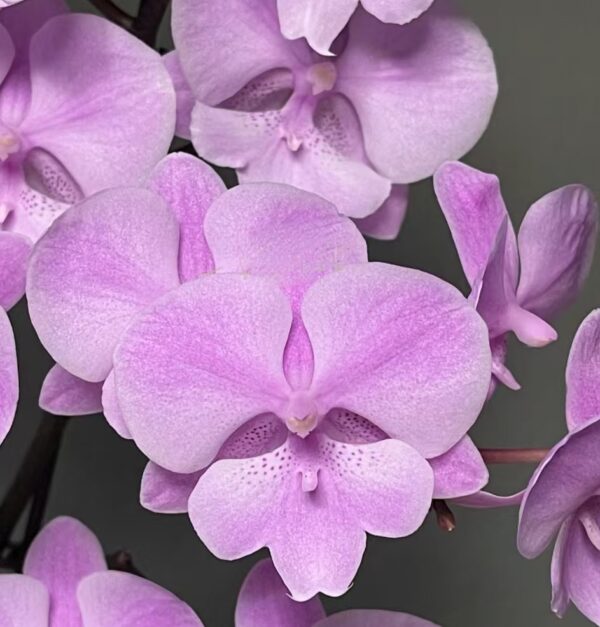 Phal. YCPC