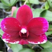 Phal. PF 0909-3
