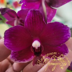 Phal. PF 0909-3