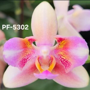 Phal. PF 5302