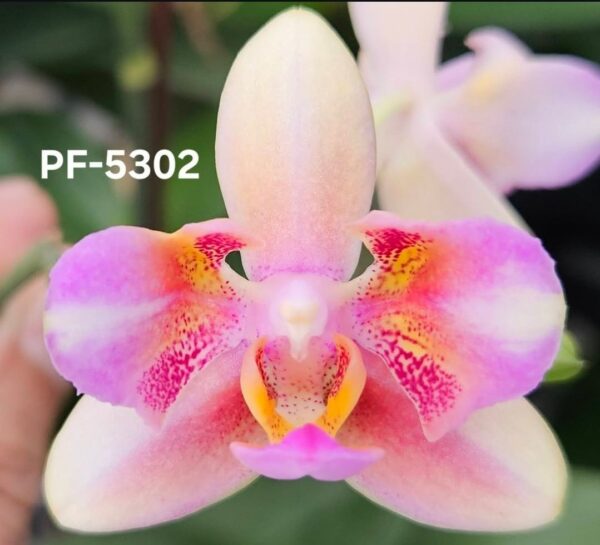 Phal. PF 5302