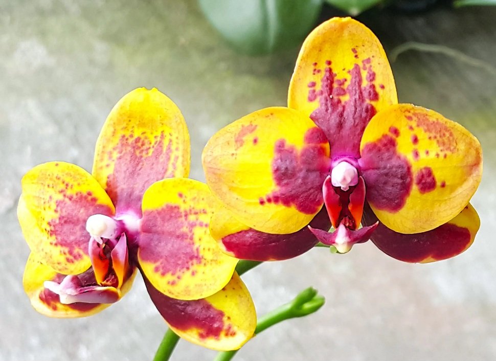 Phal. Profar Amber Kitty 2 Phal. Profar Amber Kitty — изображение 2