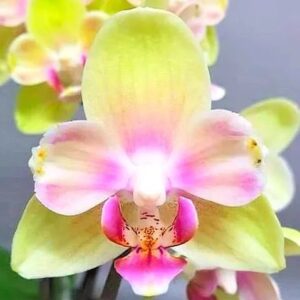 Phal. Profar Pinky Girl