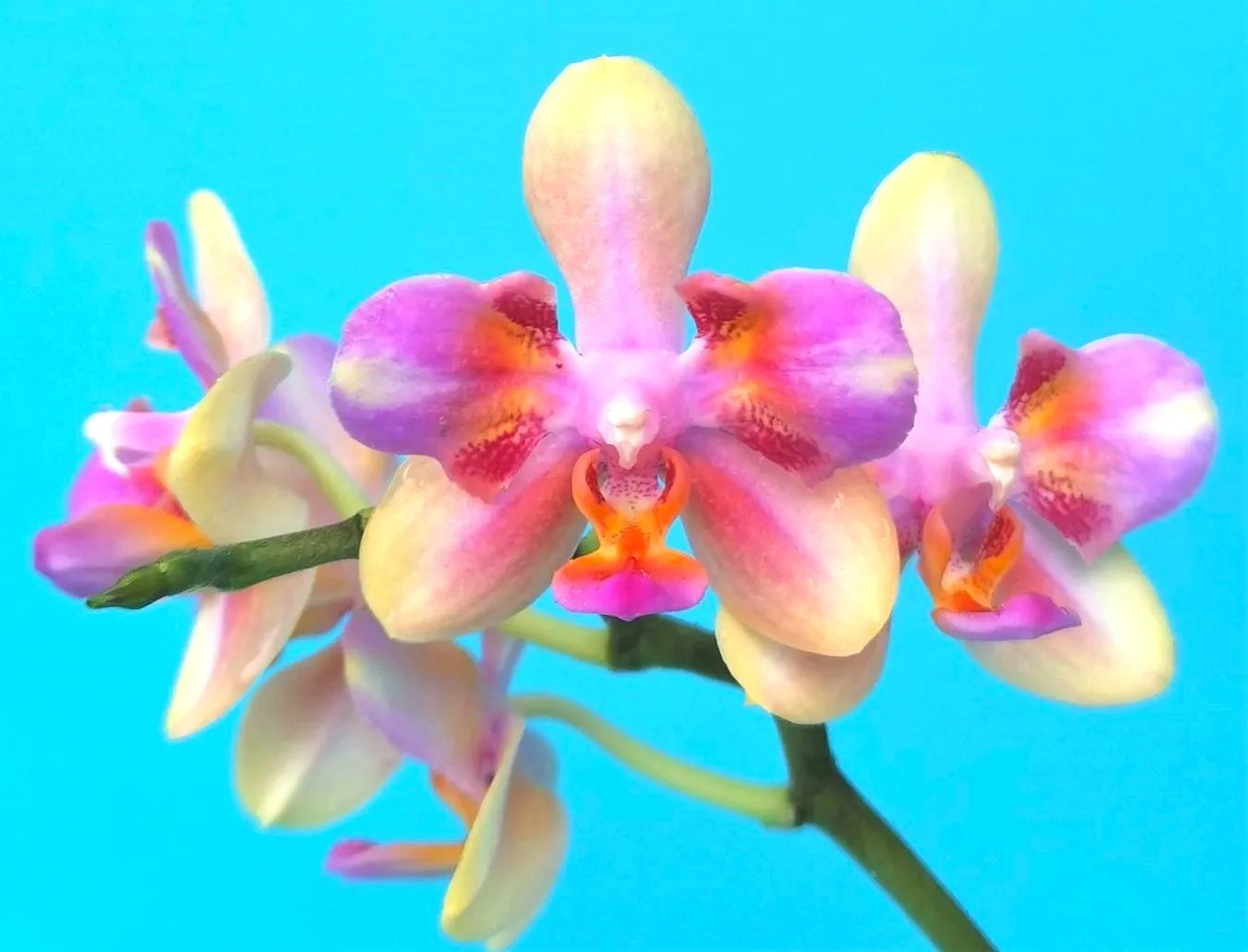 Phal. Profar Rainbow Smile 3 Phal. Profar Rainbow Smile — изображение 3