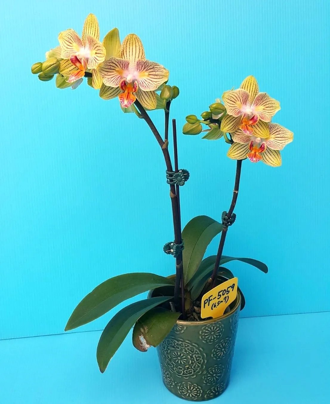 Phal. Stripes Stars 3 Phal. Stripes Stars — изображение 3