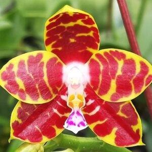 Phal. PF 1227
