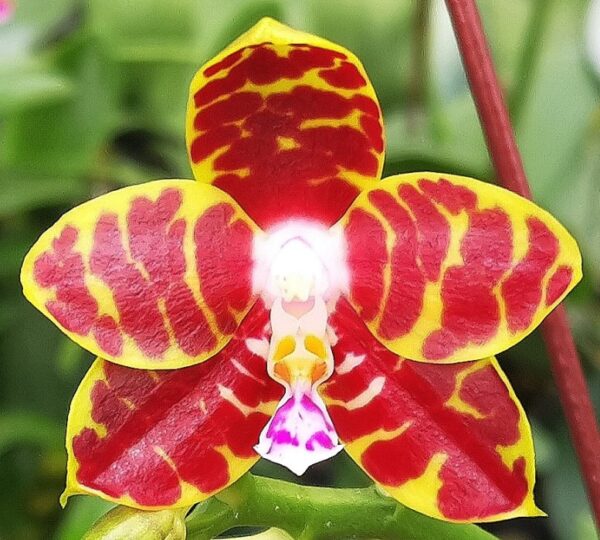 Phal. PF 1227