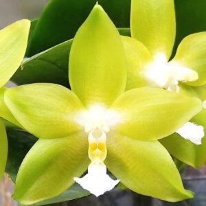 Phal. PF 1240
