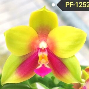 Phal. PF 1252