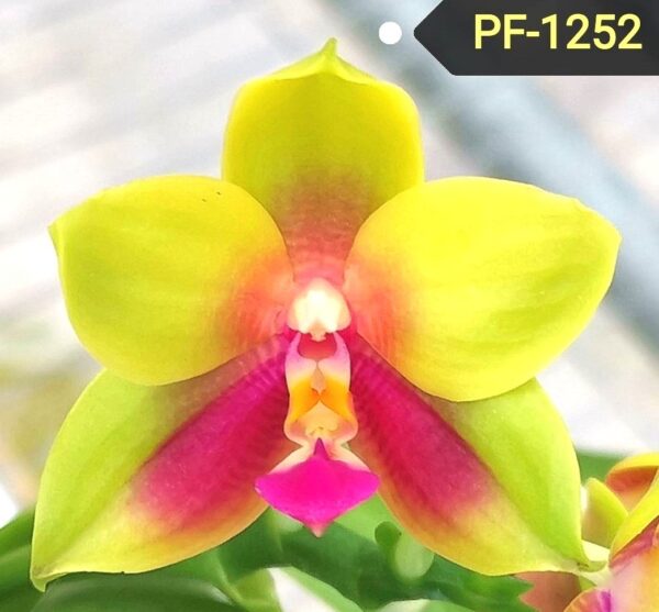 Phal. PF 1252