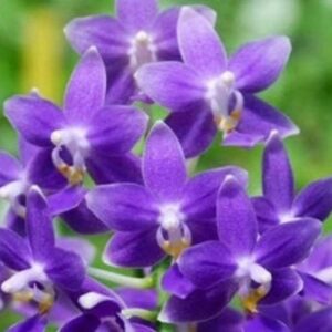 Phal. PF 1888