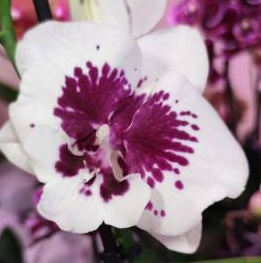 Phal. PF 2358