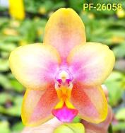 Phal. PF 26058