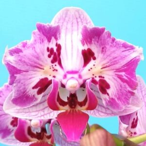 Phal. PF 5005